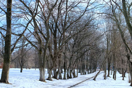 trees in winterの写真素材