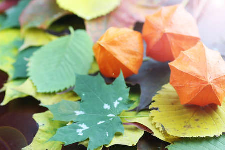autumn leavesの写真素材