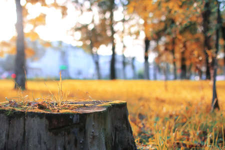 landscape in autumn parkの写真素材