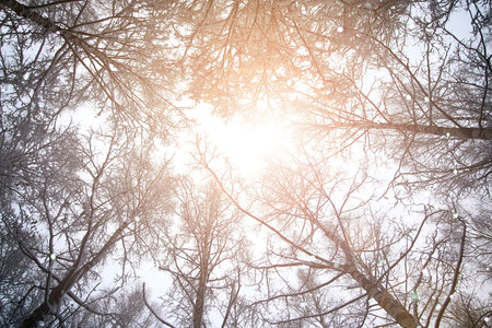 forest in winter