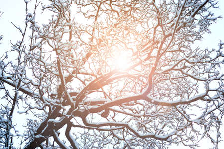 tree branch in winter forestの写真素材