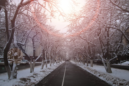 pedestrian way tree in winter park outdoor