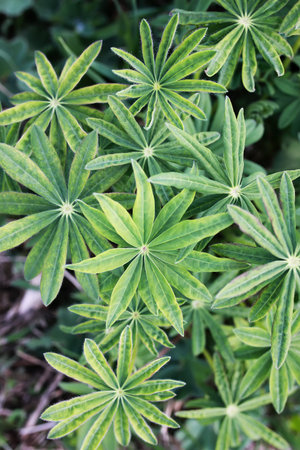 green plant in   field