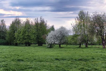 landscape evening park with blooming apple treesの写真素材