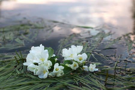 landscape evening night park with blooming apple treesの写真素材