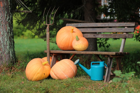 autumn pumpkin harvest in the suburban area on a green lawnの写真素材
