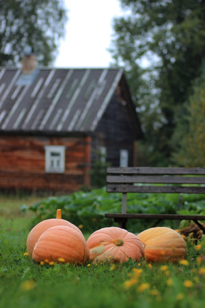 autumn pumpkin harvest in the suburban area on a green lawnの写真素材