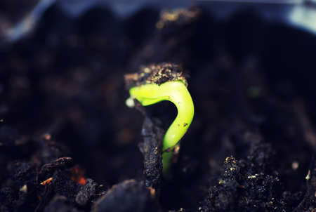 small fresh sprouts macro crop before planting in the groundの写真素材