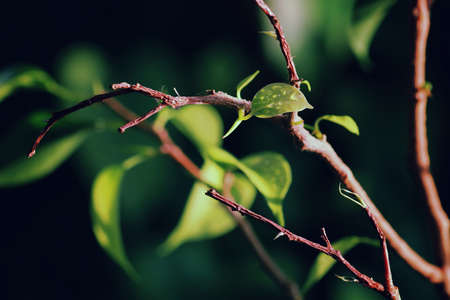 sprouts growing from tree branchの写真素材