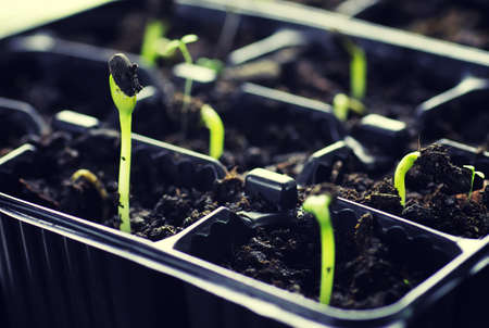 small fresh sprouts macro crop before planting in the groundの写真素材