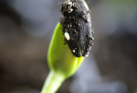 small fresh sprouts macro crop before planting in the groundの写真素材
