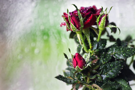 cute little shrub rose in a tiny pot gift for holiday