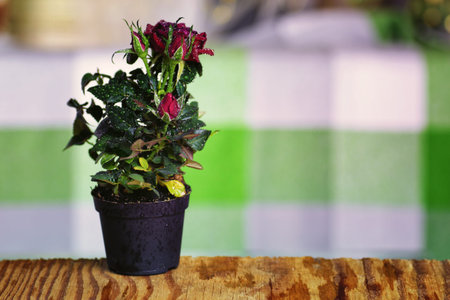 cute little shrub rose in a tiny pot gift for holidayの写真素材