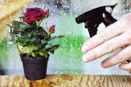 cute little shrub rose in a tiny pot gift for holidayの写真素材