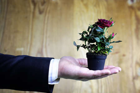 cute little shrub rose in a tiny pot gift for holidayの写真素材