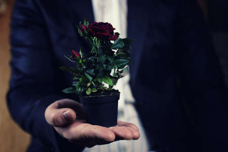 cute little shrub rose in a tiny pot gift for holidayの写真素材