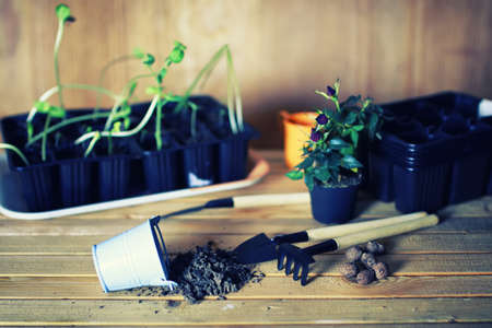 preparations for the new summer season preparation plant seedlings and courting herの写真素材