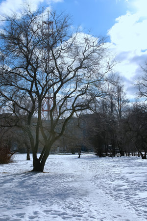 landscape early spring days in the park drops and melting snow on the natureの写真素材