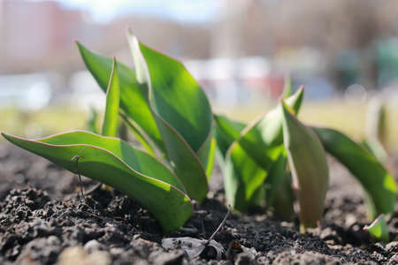 new malt sprouts small flowers on sunny spring days in the afternoonの写真素材