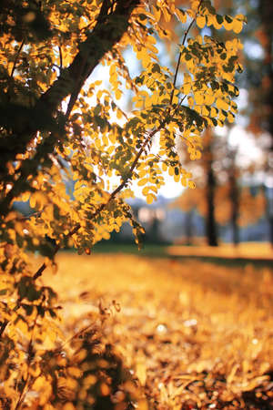 autumn leavesの写真素材