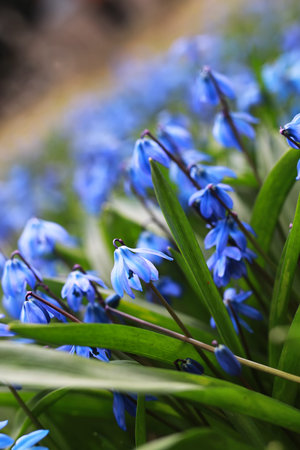 flowers on sunny spring days