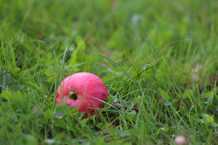 apple harvest on the grass in autumn seasonの写真素材