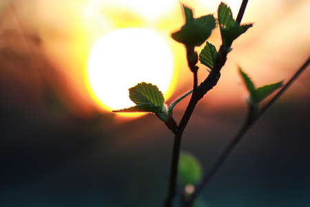 Silhouette of plants and trees in a landscape sunset sky spring eveningの写真素材