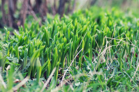 first fresh sprouts spring meadow flowers on a sunny dayの写真素材