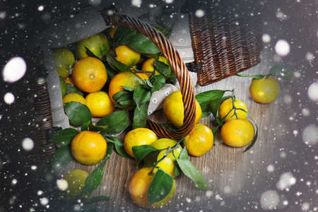 juicy mandarin citrus symbol of the new year coming holidaysの写真素材