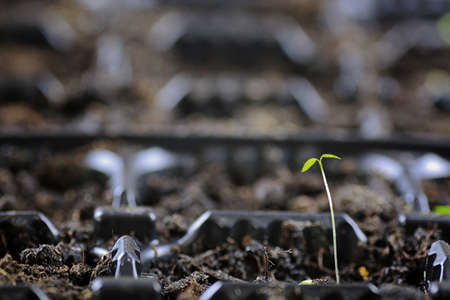 small sprout from seedsの写真素材