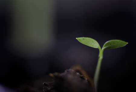summer seedling seed sunflowerの写真素材