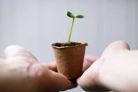 preparations for the new summer season preparation plant seedlings and courting herの写真素材