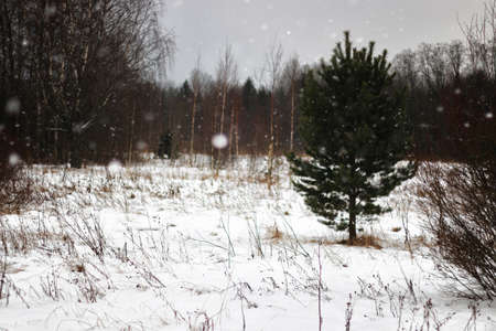 winter landscape on a suburban area with an old wooden house and snow-covered lawnの写真素材