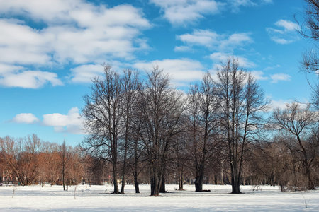 landscape early spring days in the park drops and melting snow on the natureの写真素材