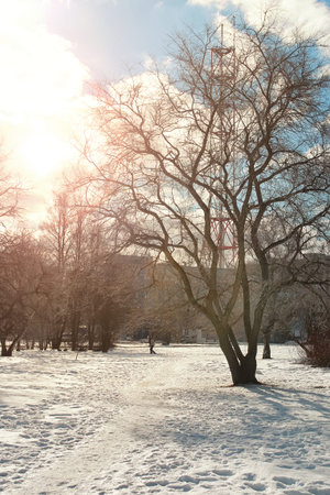 landscape early spring days in the park drops and melting snow on the natureの写真素材
