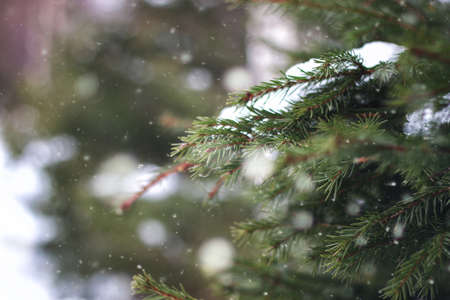 winter landscape on a suburban area with an old wooden house and snow-covered lawnの写真素材