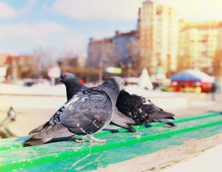 flock of pigeons begging food on the Square on a sunny spring day
