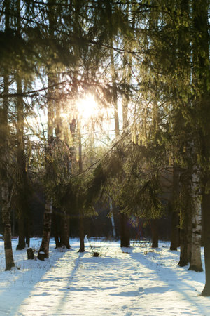 outdoor landscape on a sunny winter day, footpaths and parksの写真素材