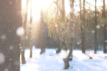 outdoor landscape on a sunny winter day, footpaths and parksの写真素材
