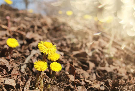 spring yellow flowers in fallen leavesの写真素材