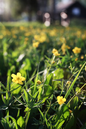 first fresh sprouts spring meadow flowers on a sunny day
