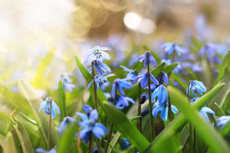 new malt sprouts small flowers on sunny spring days in the afternoon