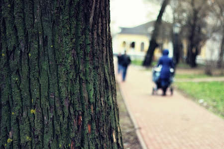 textured bark of an old large tree with moss on itの写真素材