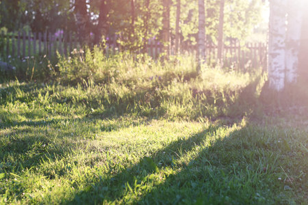 the nature of the lawn and birch trees on a country house at sunsetの写真素材