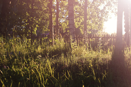 the nature of the lawn and birch trees on a country house at sunsetの写真素材