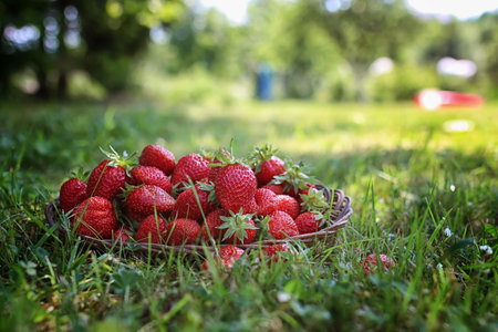 a fresh crop of delicious red ripe juicy strawberries on natureの写真素材