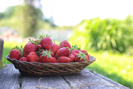 a fresh crop of delicious red ripe juicy strawberries on nature