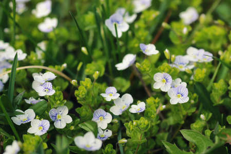 first fresh sprouts spring meadow flowers on a sunny dayの写真素材