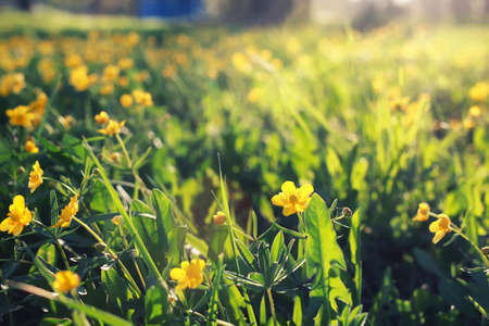 first fresh sprouts spring meadow flowers on a sunny dayの写真素材
