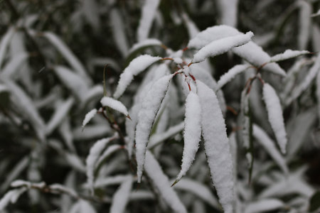 Winter in all its manifestations snow-covered streets of trees and lawn